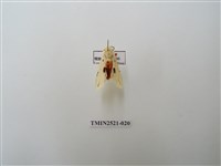 藏品(菊池污燈蛾)的圖片